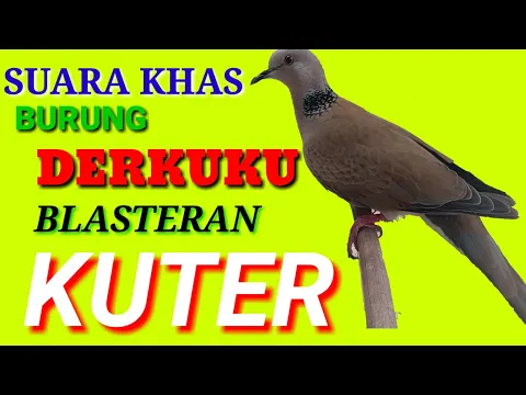 Download MP3 Anggungan Burung Puter ,Dekukur Blasteran Puter Inilah Jadinya Suaranya....