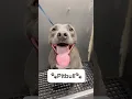 Lagu Pitbulls are one of my favorite breeds 🐾❤️ #pitbull #pitbulldog #bullybreed #doggrooming #tutorial
