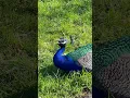 Download Lagu Yelling Peacock Sound