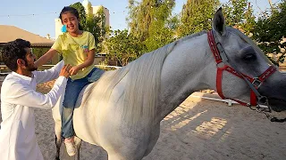 بكت من الخيل الكبير لولو 