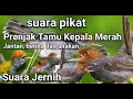 Download Lagu Suara Pikat Burung Prenjak Tamu Kepala Merah Paling Ampuh