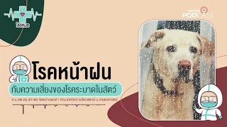 อาการของโรคผิวหนังจากเชื้อราในสุนัขมีอะไรบ้าง