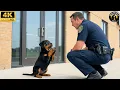 Lagu Puppy Begged a Police Officer for Help — What Happened Next Shocked Everyone