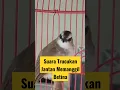 Download Lagu Suara Trucukan Jantan Gacor Memanggil Betina, Terapi Burung Trucukan Macet Bunyi Ombyokan Bahan Muda Download Lagu Suara Trucukan Jantan Gacor Memanggil Betina, Terapi Burung Trucukan Macet Bunyi Ombyokan Bahan Muda