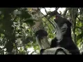 Download Lagu Meet the Indri