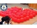 Download Lagu Fastest time to pop 100 balloons by a dog - Guinness World Records