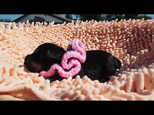 動画