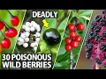 Learn to Identify these 30 Poisonous Wild Berries