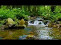 Download Lagu Het geluid van een rivier waar je in 10 minuten slaperig van wordt, de stem van een vogeltje