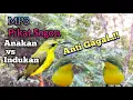 Download Lagu Suara Pikat Sogon Anakan Vs Indukan Paling Ampuh Anti Gagal