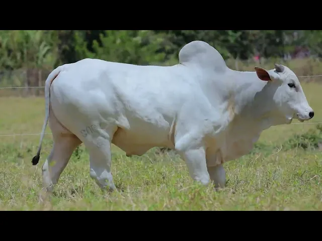 Touro Nelore SABZ - 134