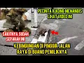 Download Lagu Ya Allah Kucing Ras Sakit Di Buang PemiliknyaKucingnya Sampai Nangis Di Pinggir Jalan Raya..‼️