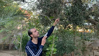 عندك أشجار بتطول عالفاضي وتستطيل وساقها بيبقى رفيع جد ا بدون أفرع جانبية   شاهد الحل وأسباب المشكلة دندنها