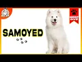 Samoyeds 101 Everything You Need To Know