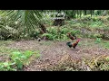Download Lagu PIKAT AYAM HUTAN YAYLOW JUNIOR TAPAU KE 1 , LAMAN ESTET SG SAMAK , AYAM HUTAN BAWA IBU GARANG GILA!