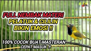 sogon gacor nembak materi pelatuk u0026 cililin 100 cocok buat masteran sogon bahan ombyokan