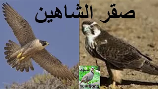 صوت صقر الشاهين صوت الشاهين 