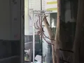 One of the BIGGEST huntsman spiders