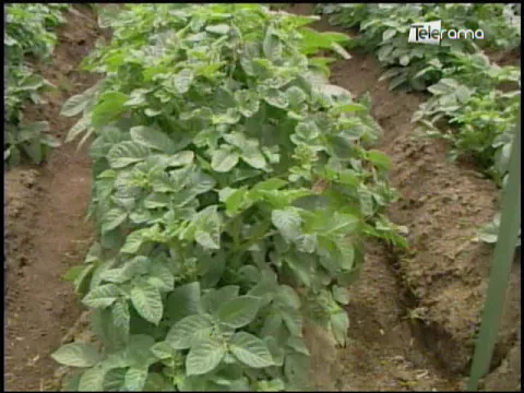 Ecuador Agropecuario 14-09-2017