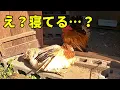 Lagu 【焦る】突然ニワトリがシャットダウンしてしまう現象… 321話目