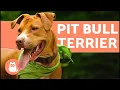 American Pit Bull Terrier - Characteristics and Care