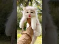 Lagu Kitten meowing 😻 | Cat sound | Cat video | Cat Voice | Cat | Persian cat sound | Persian Cat | Cats