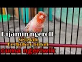 Download Lagu Pancing kenari yg cuma ngeriwik saja Berbulan-bulan