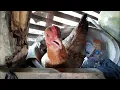 Download Lagu Suara Ayam Bertelur Sambil Tekotek dari Jarak Dekat