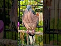 Download Lagu pancingan derkuku super jernih gacornya #suara #burung #derkuku #spotted #birds #dove