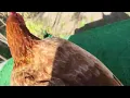 Tarasco Butcher pullet