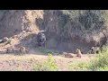Lagu lion pride guard and trap hippo not escape down to waterhole video 