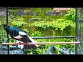 Download Lagu DIJAMIN KACER LAIN BAKAL RESPON GACOR DOR, dengar Pancingan Kacer GACOR INI, KACER GACOR JUARA !!!