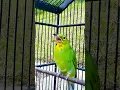 Download Lagu CUCAK IJO PH TROTOL MULAI RAJIN BUNYI ‼️ #cucakijo #cucakijogacor #shorts #short #shortvideo