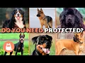Top 10 GUARD DOGS to Protect Children and the Home Best Guard Dog Breeds