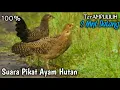 Download Lagu SUARA PIKAT AYAM HUTAN HIJAU \