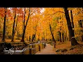 Download Lagu Deep Relaxation, Fast Healing 🍁 Autumn Melodies for Stress Relief \u0026 Healing
