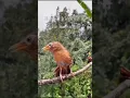 Download Lagu Burung wambi gacor di alam liar  gacor#short #birds