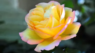 الشيخ أبو الوفا الصعيدي ما تيسر من س آل عمران 