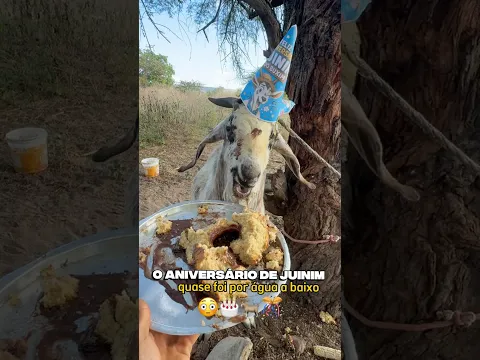 Ninguém quis saber do bolo dele 😂🤡 #animais #sitio #diversão #humor #snaptube