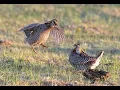 Download Lagu Greater Prairie Chickens On their booming Grounds - Mating Displays