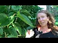 How many uses can I find for a Mulberry tree? | Global Permaculture educator Morag Gamble