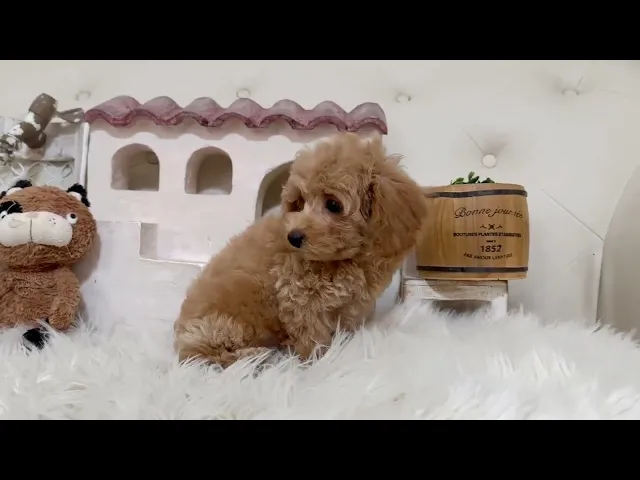 動画