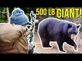 Download Lagu 506 lb GIANT Canadian Black Bear! - THE SAGGY SAGA