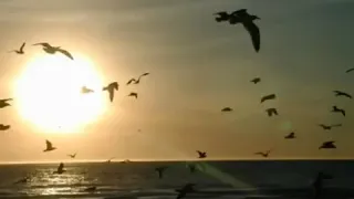 دعاء الفجر الشيخ نصر الدين طوبار 