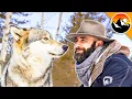 Download Lagu For the LOVE of Wolves!