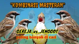 Download MASTERAN KASAR, GEREJA GACOR  vs JENGGOT |Masteran kombinasi burung juara MP3