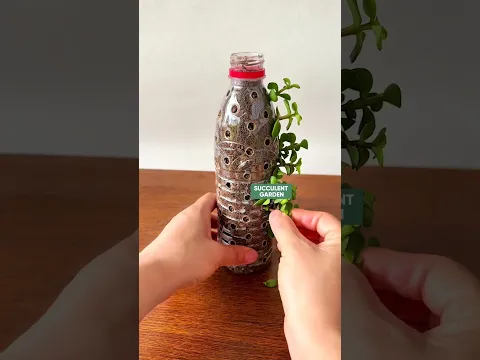 Easy & Creative Ways to Style Portulacaria Afra Succulent 🌵