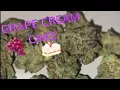 Grape Cream Cake Strain Review