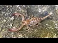 Download Lagu Looking for Europe's Rarest Scorpion