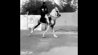 أقوم قومة جمل واطيح طيحت حصان  أقوم قومة جمل واطيح طيحت حصان